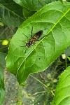 Tenthredo temula