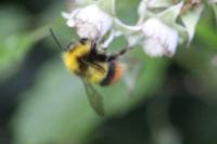 Bombus pratorum