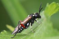 Macrophya punctumalbum