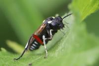 Macrophya punctumalbum