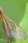 Eremotylus marginatus