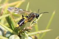 Tenthredo temula
