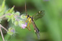 Tenthredopsis nassata
