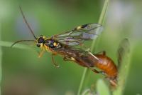 Tenthredopsis nassata