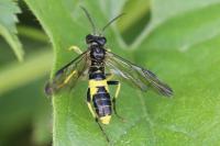 Tenthredo temula