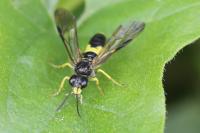 Tenthredo temula