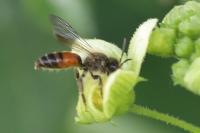 Andrena florea