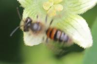 Andrena florea