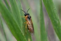 Selandria serva