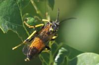 Tenthredo maculata