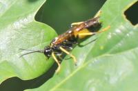 Tenthredo maculata