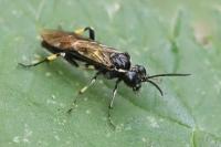 Macrophya alboannulata