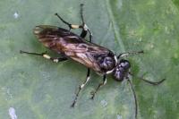 Macrophya alboannulata