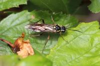 Tenthredopsis