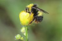 Bombus pratorum