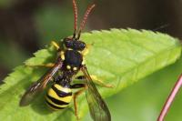 Nomada succincta