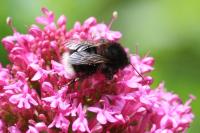 Bombus hypnorum