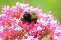 Bombus hypnorum