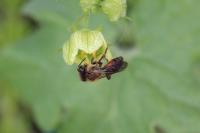 Andrena florea
