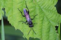 Macrophya blanda