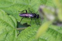Macrophya blanda