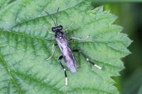 Macrophya montana