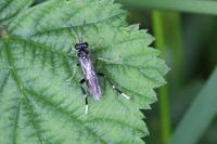 Macrophya montana
