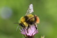 Bombus pratorum