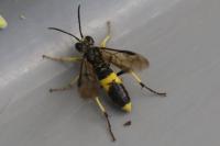 Tenthredo temula