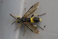 Tenthredo temula