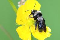 Andrena cineraria