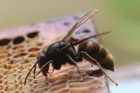 Vespa velutina