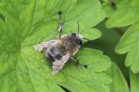 Anthophora plumipes