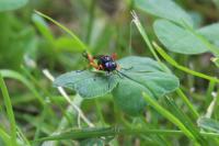 Macrophya diversipes