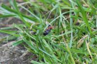 Macrophya diversipes