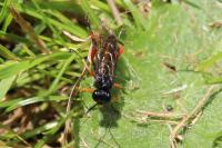 Macrophya diversipes