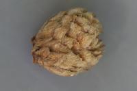 Andricus fecundatrix