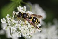 Ancistrocerus