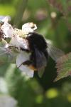 Bombus lapidarius