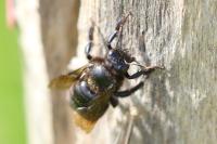 Xylocopa violacea