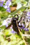 Xylocopa violacea
