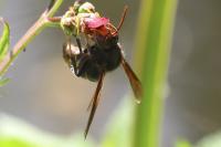 Vespa velutina