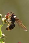 Vespa velutina