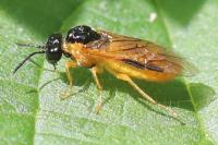 Selandria serva