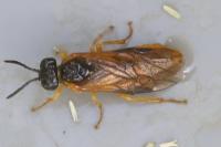 Selandria serva