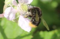 Bombus lapidarius