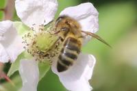 Apis mellifera