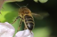 Apis mellifera