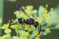 Ancistrocerus nigricornis