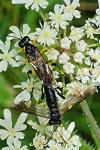 Macrophya montana